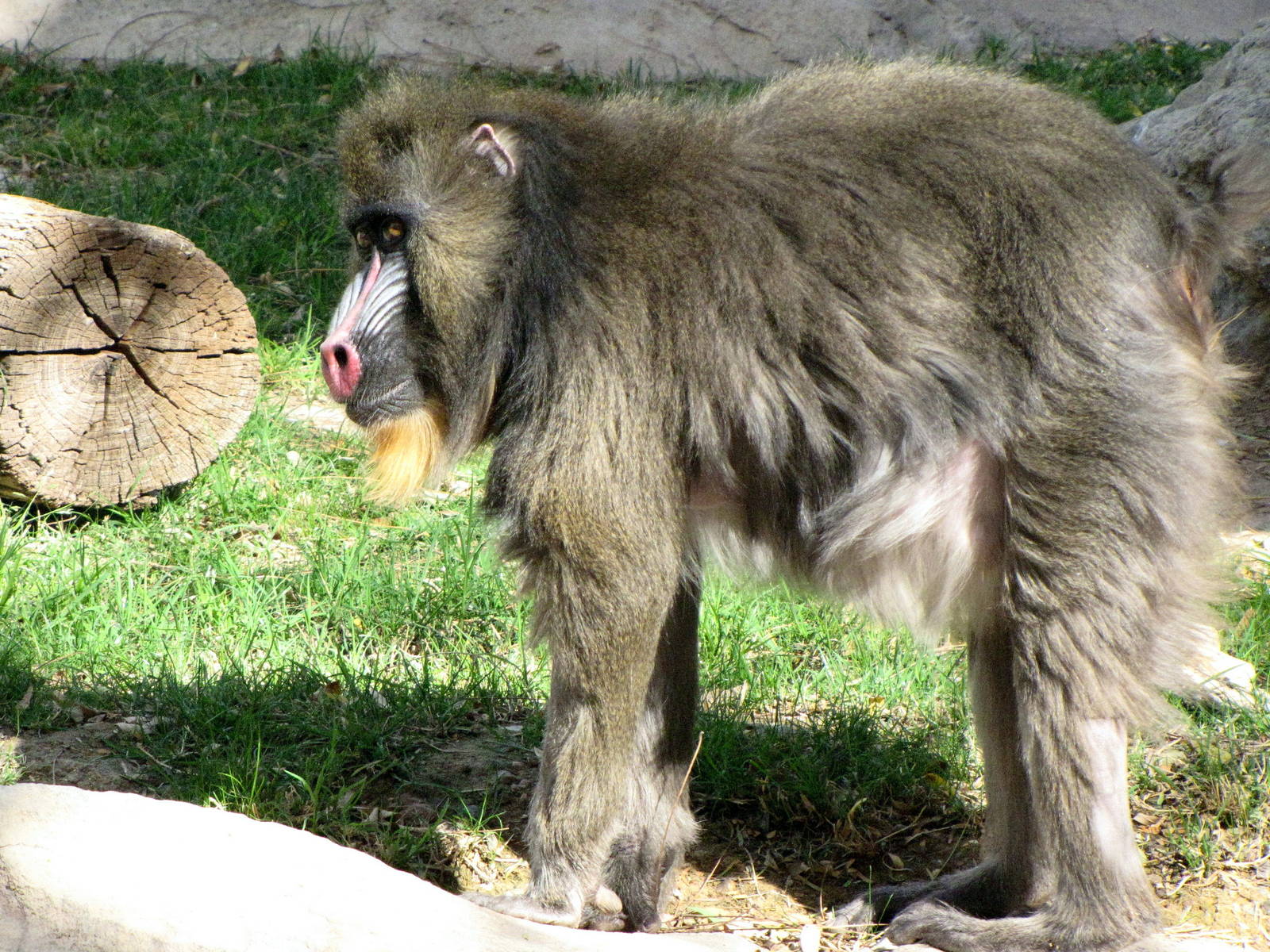 Mandrill