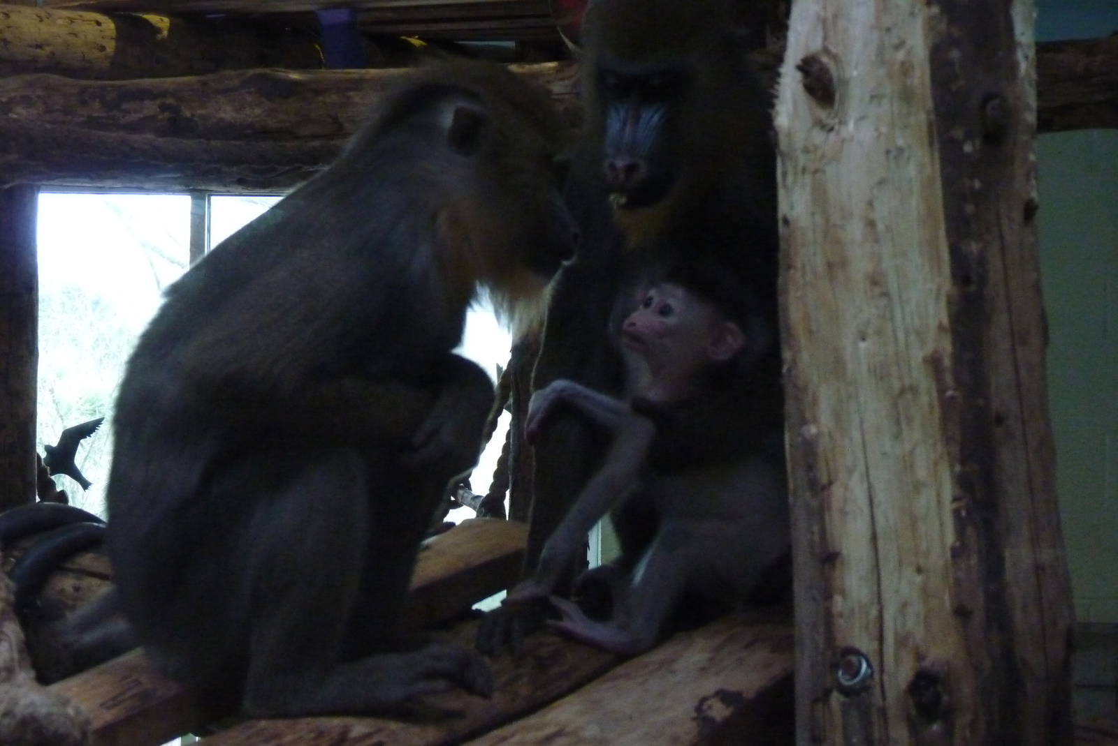Mandrills, 20 February 2013