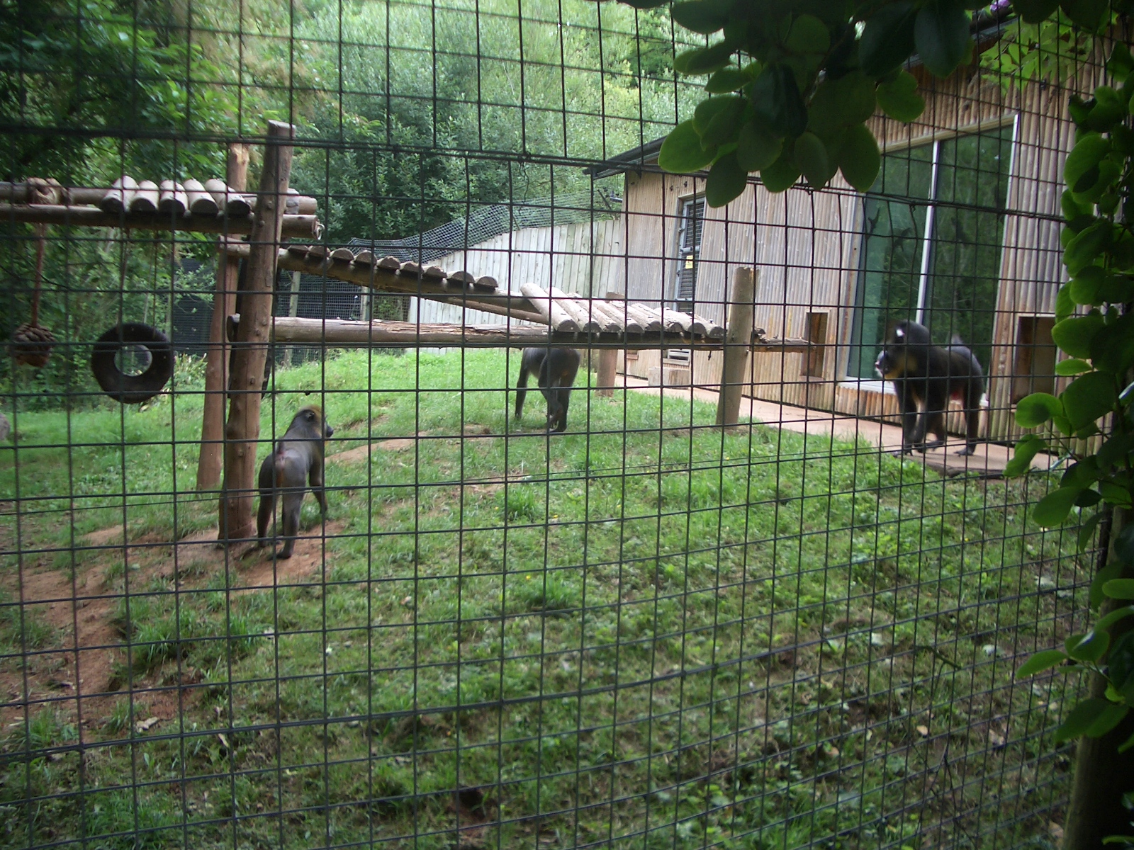 Mandrills - 27.07.2010