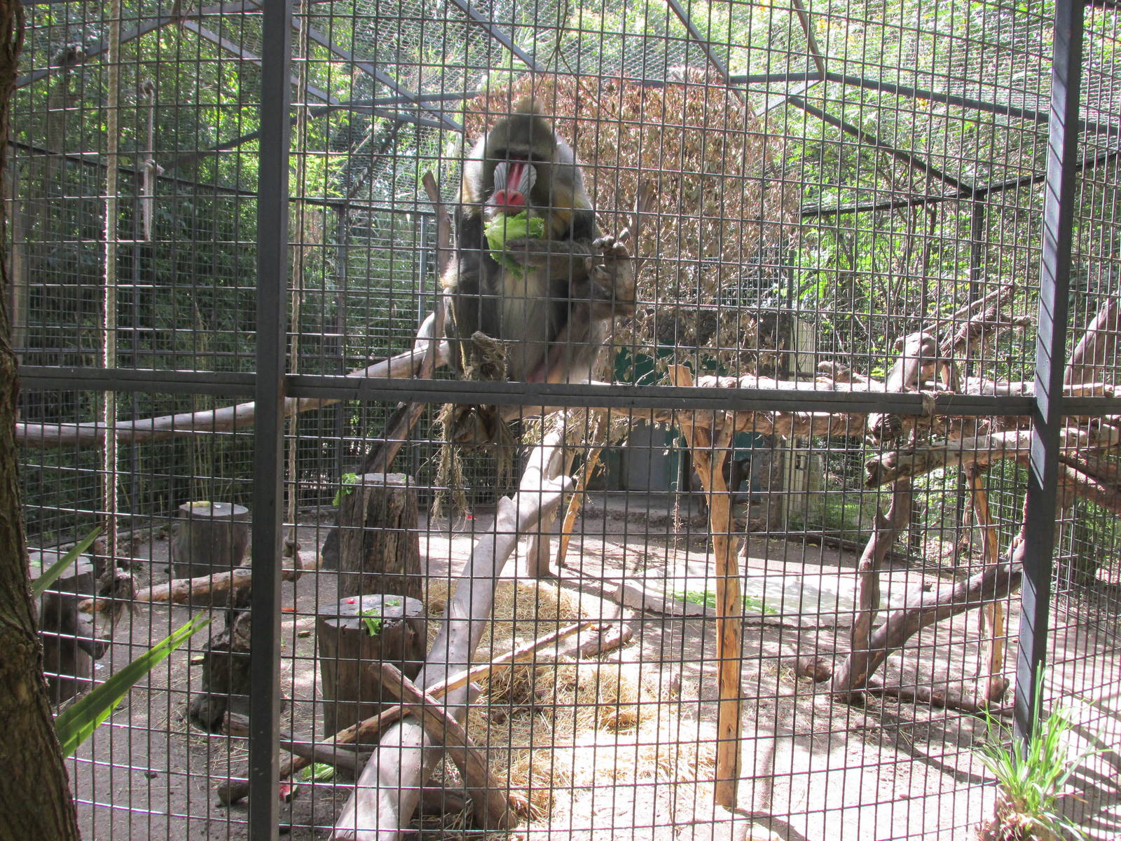 mandrills africam safari
