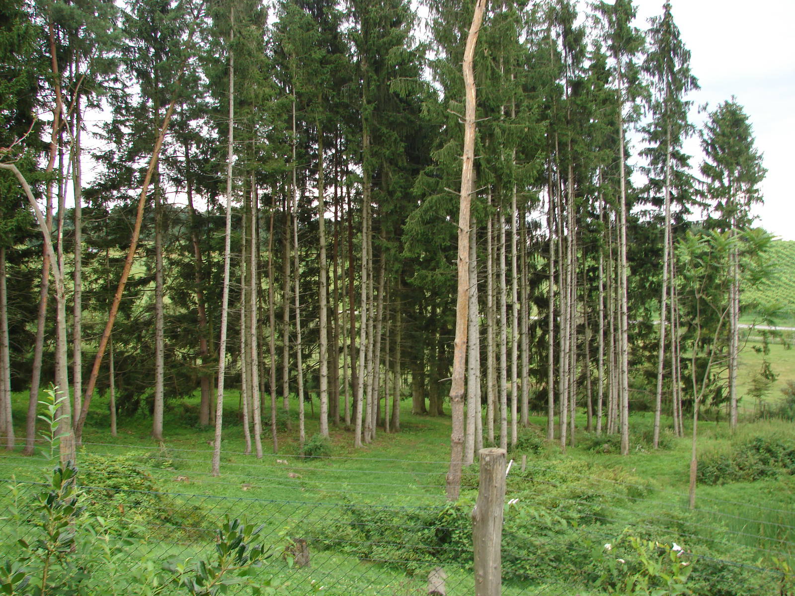Mandrills and green monkeys exhibit - Tierwelt Herberstein