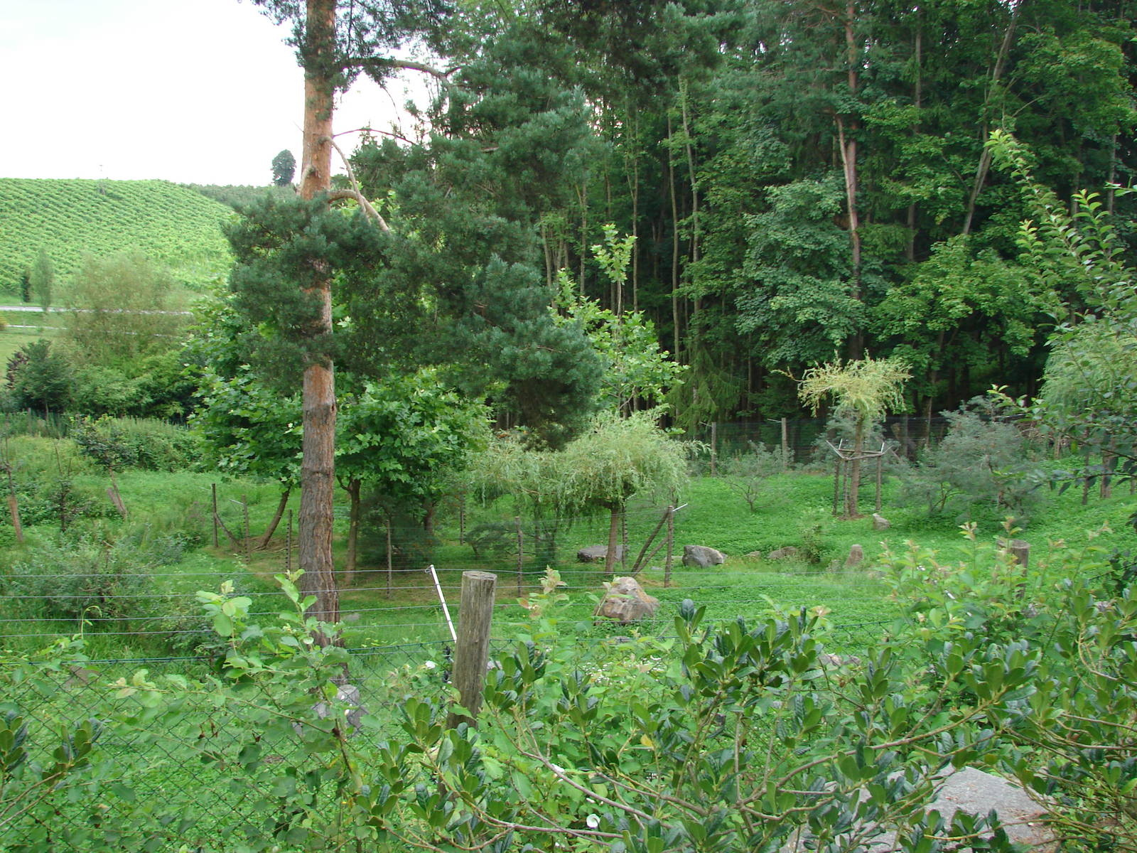 Mandrills and green monkeys exhibit - Tierwelt Herberstein