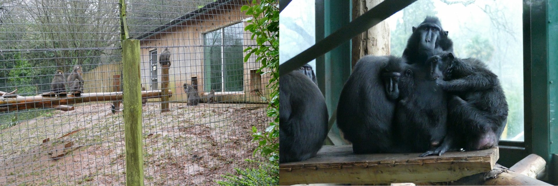 Mandrills and Macaques, February 2018