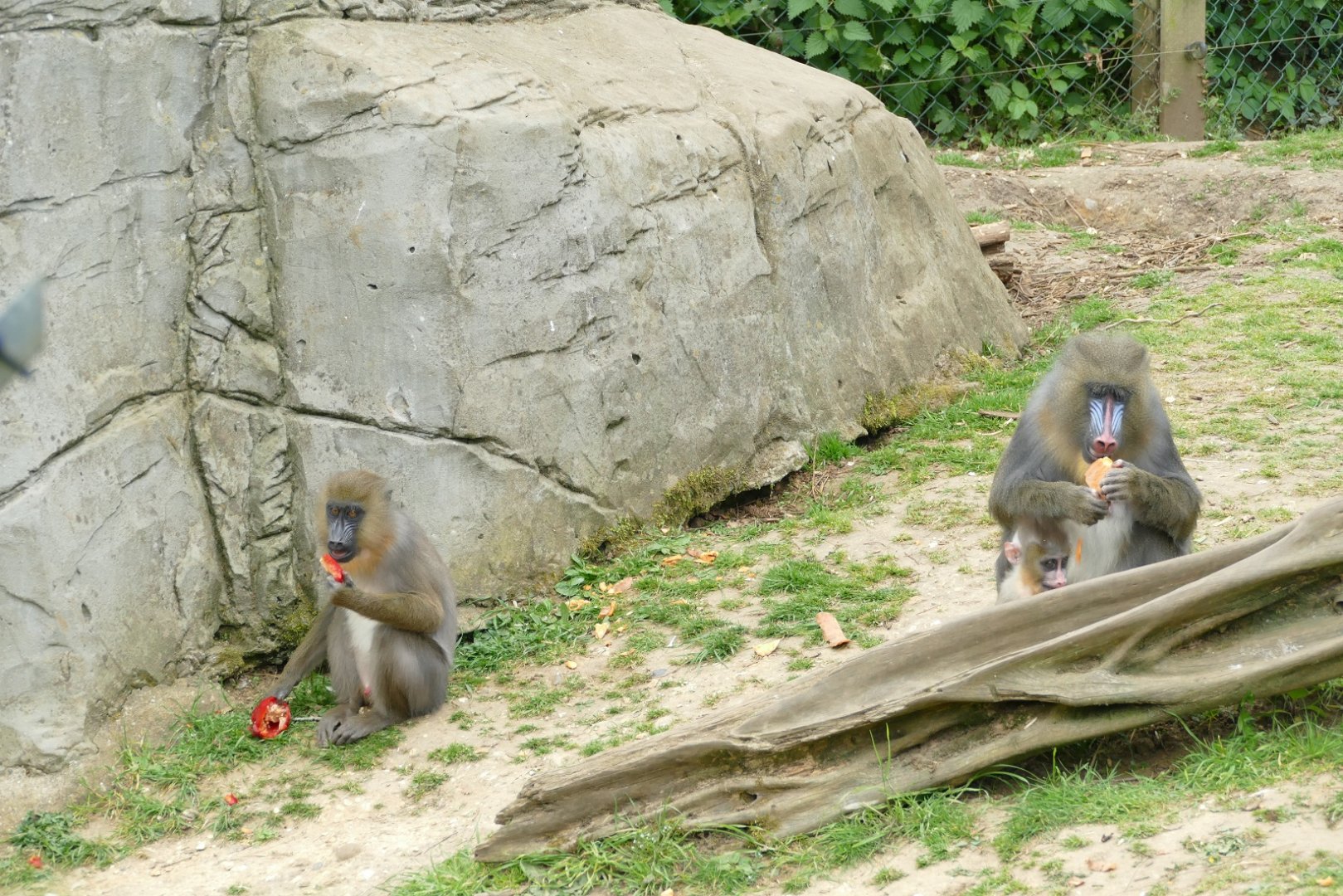 Mandrills, April 2022