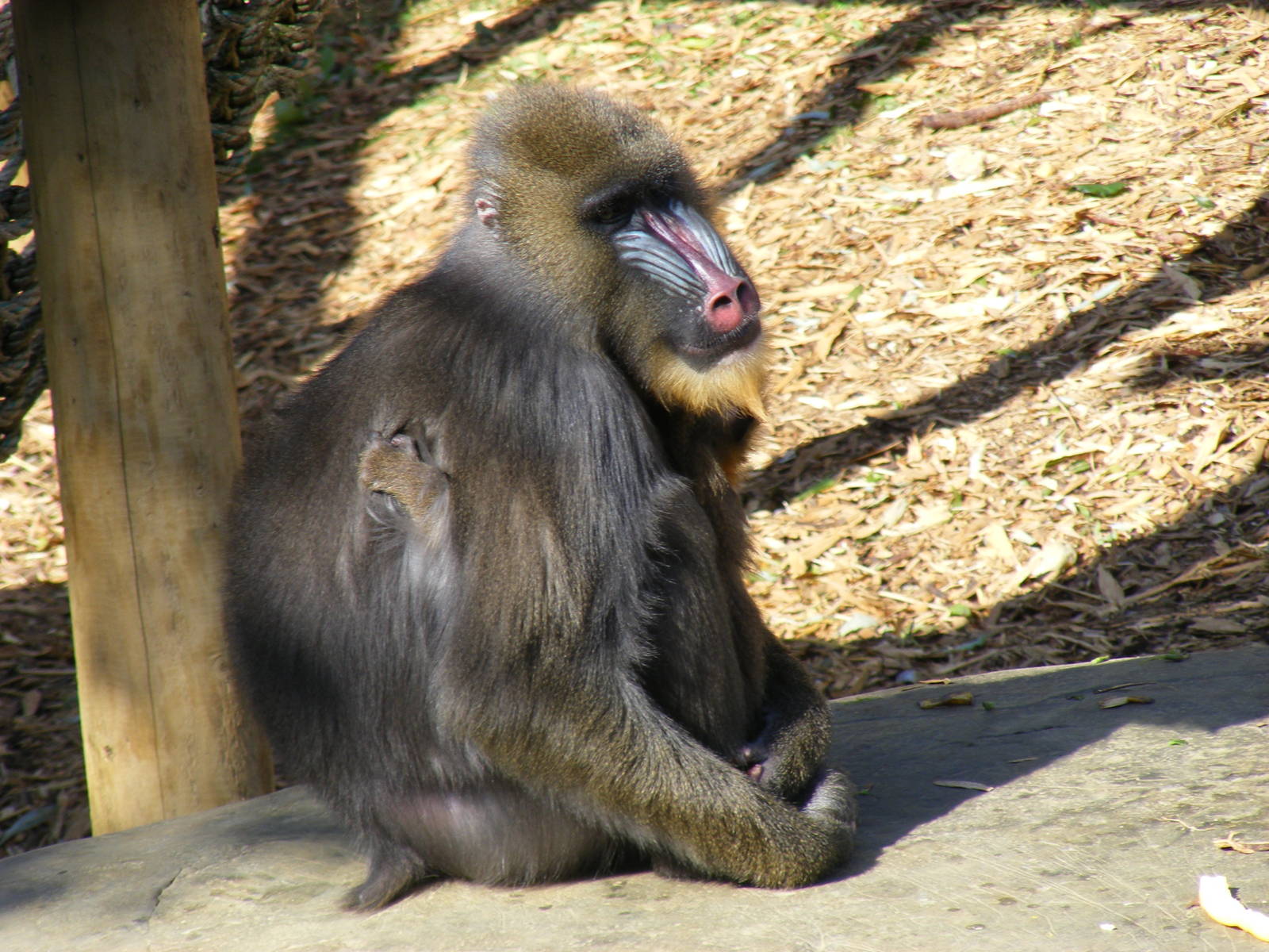 Mandrills at Colchester Zoo, 29 August 2009