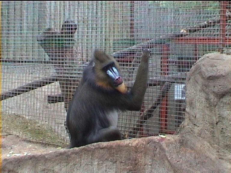 Mandrills at Southport zoo