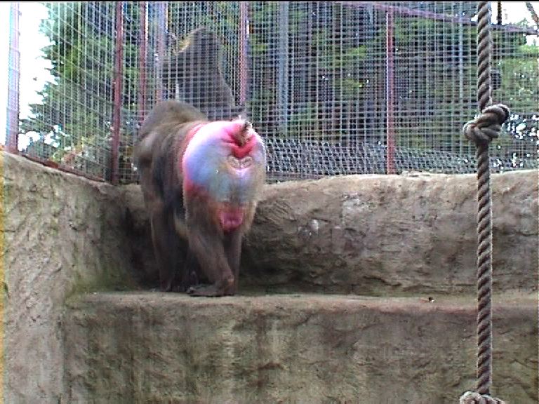 Mandrills at Southport zoo