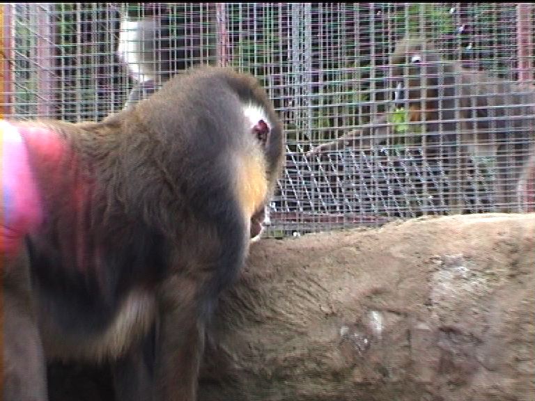 Mandrills at Southport zoo