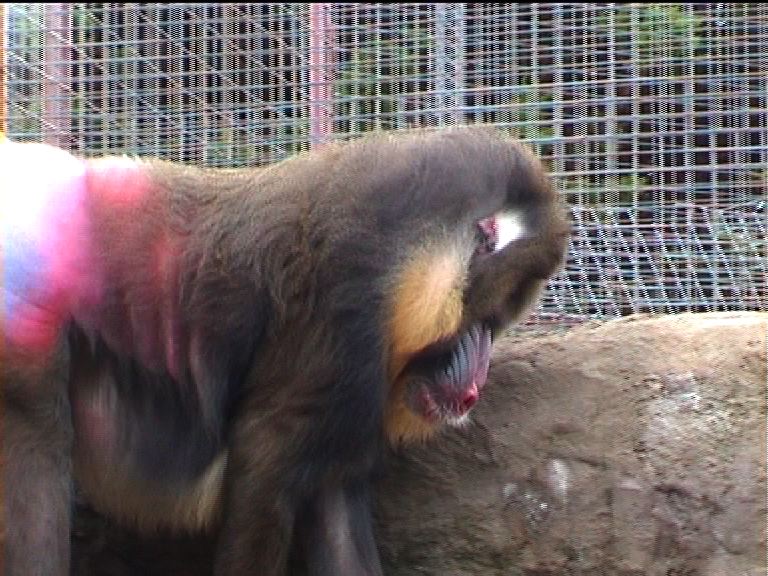 Mandrills at Southport zoo