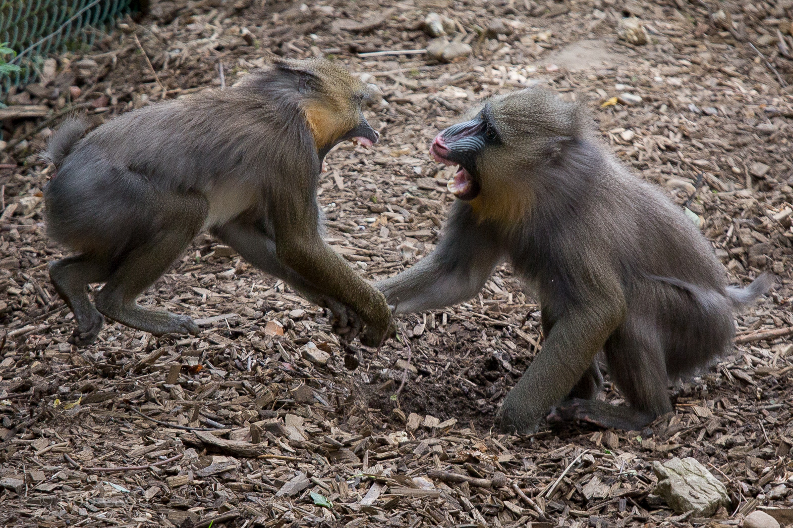 Mandrills : Colchester : 22 Aug 2014