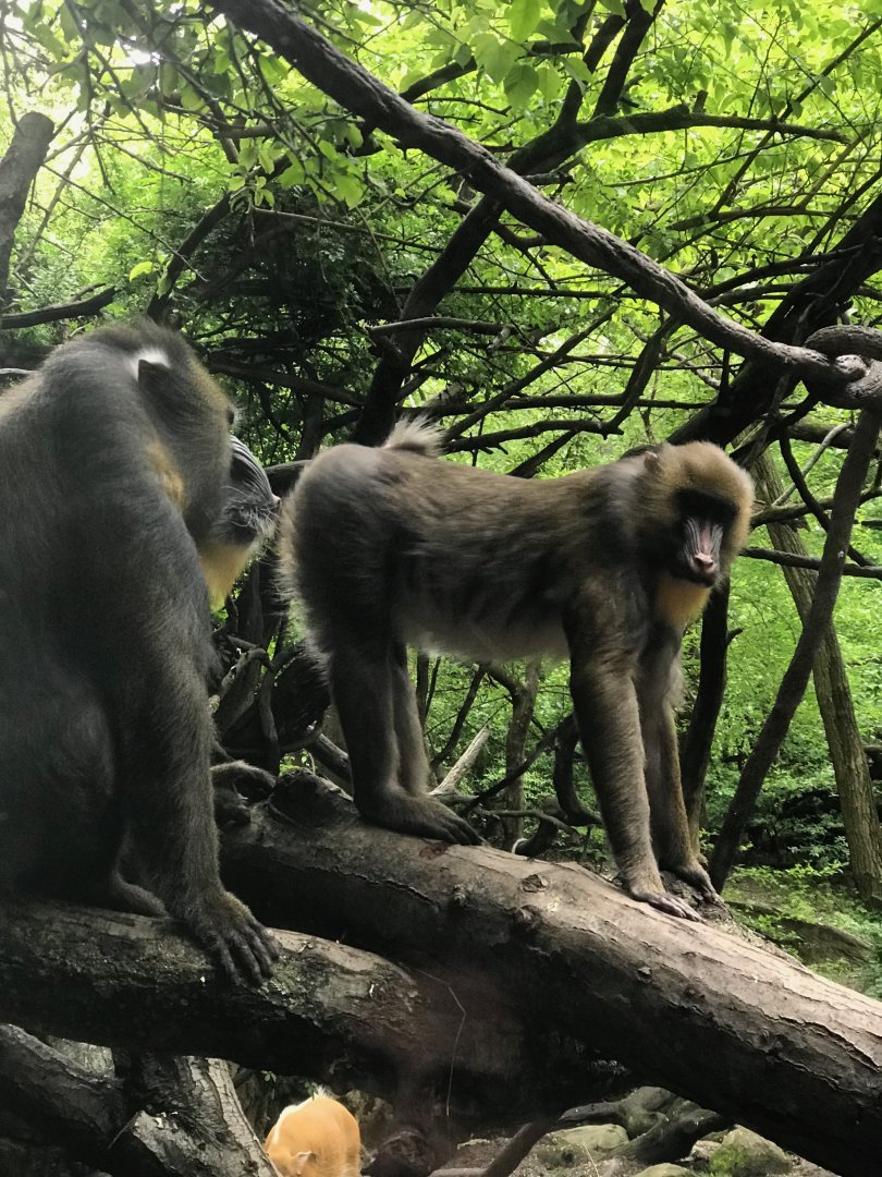Mandrills Grooming With Red River Hog Below