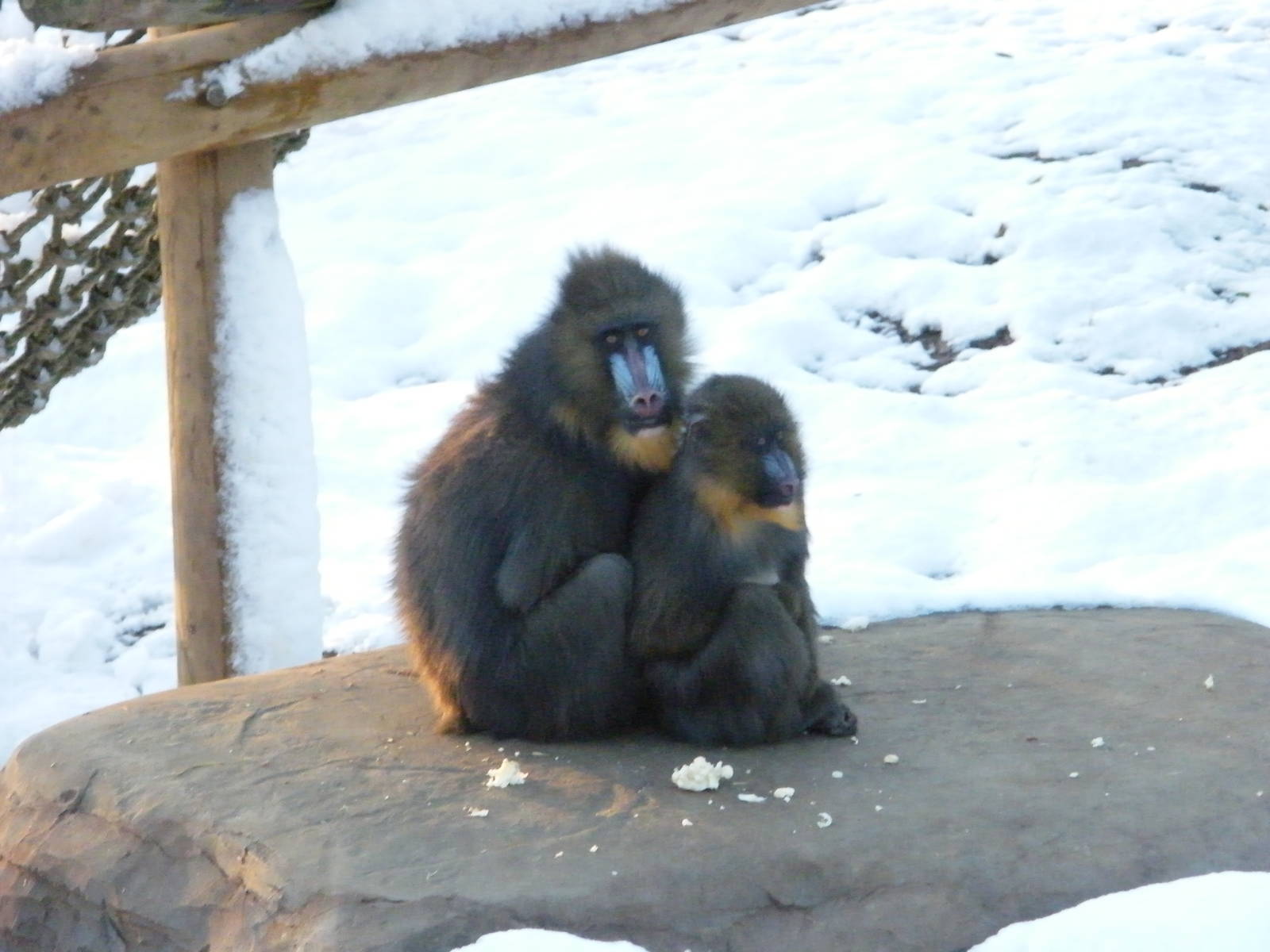 mandrills in Snow