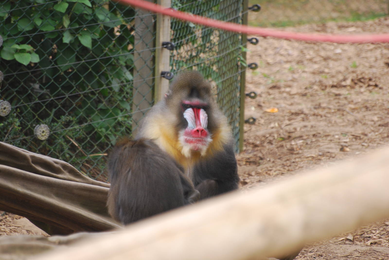 Mandrills
