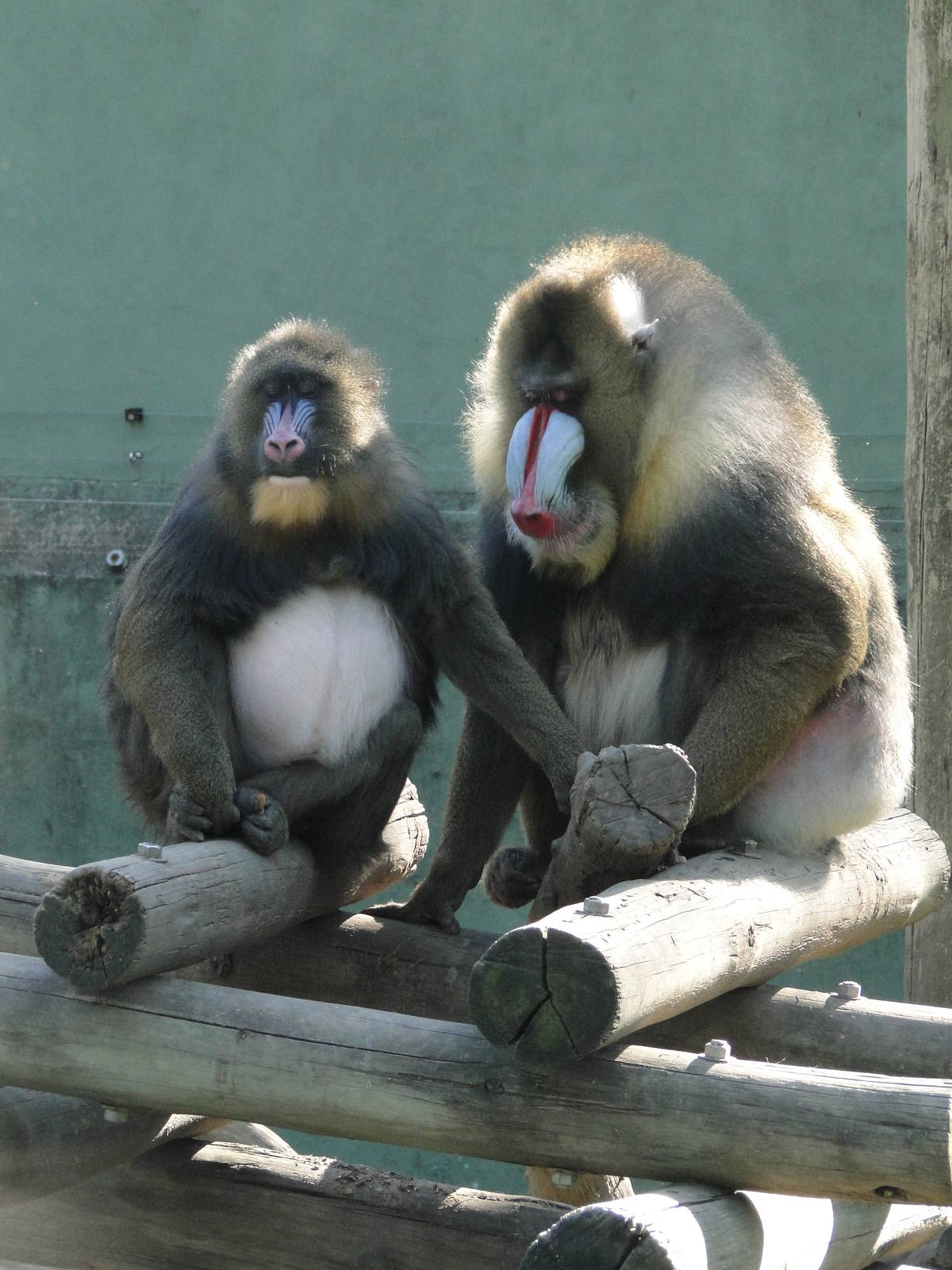 Mandrills