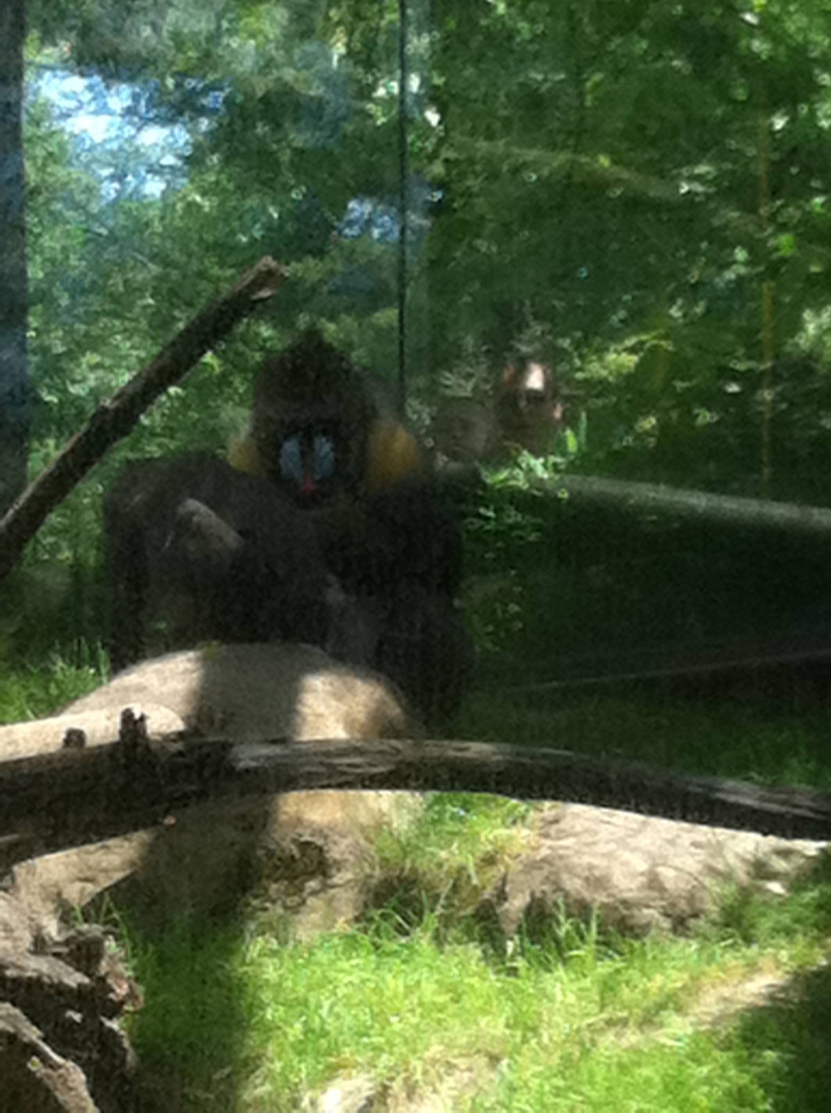 Mandrills