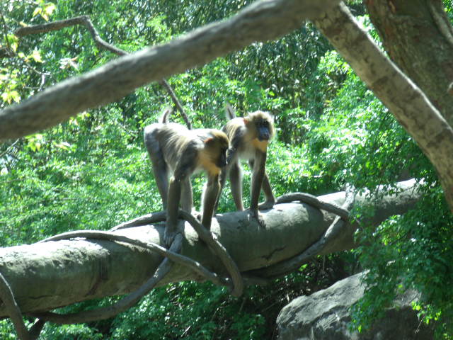 Mandrills