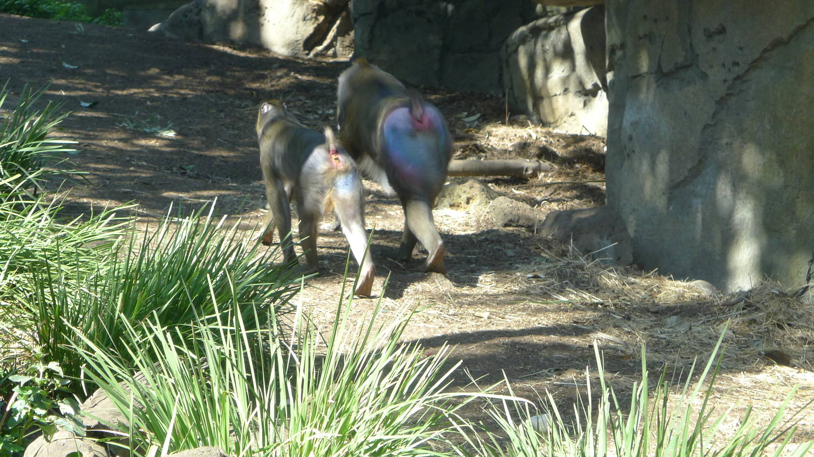Mandrills