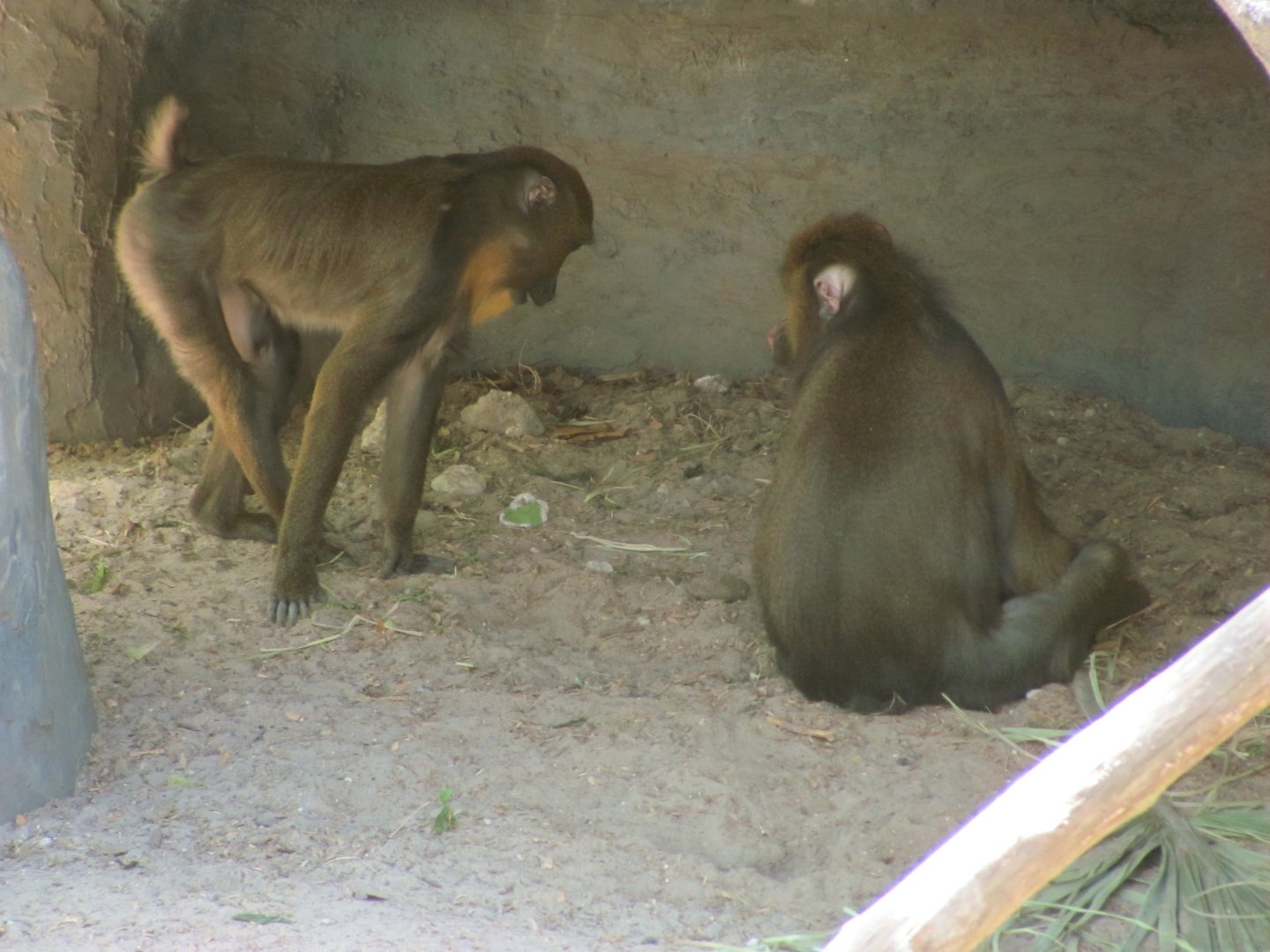 Mandrills