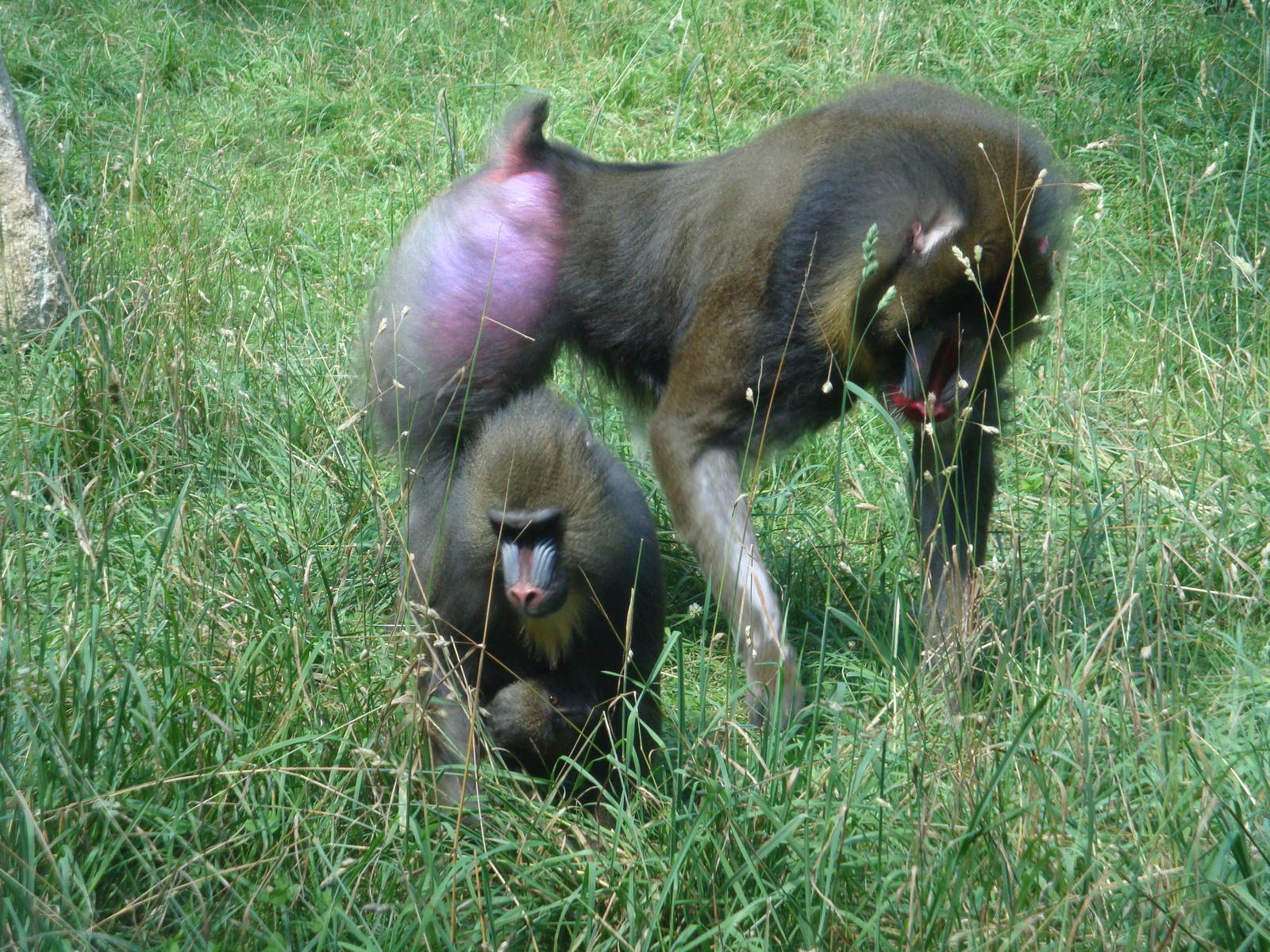 Mandrills