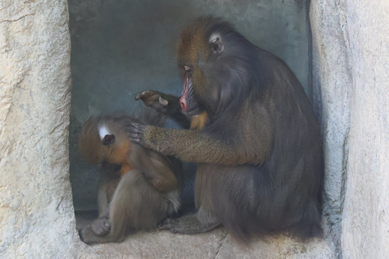 Mandrills
