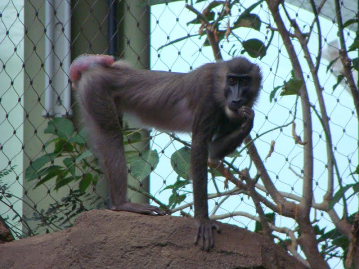 Mandrillus leucophaeus