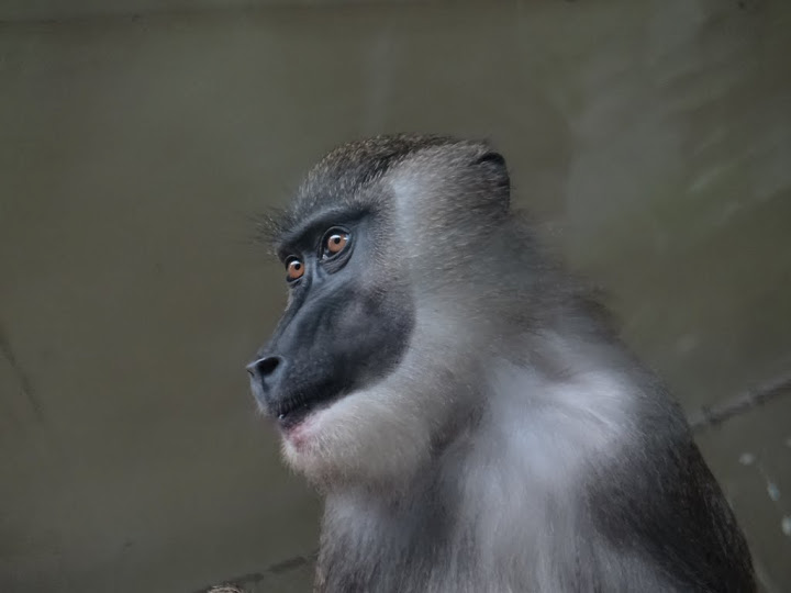 Mandrillus leucophaeus