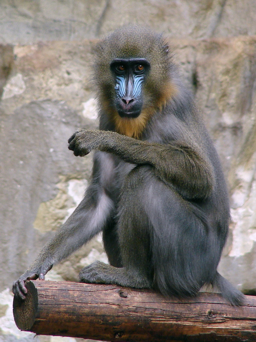 Mandrillus sphinx / Mandrill (female)