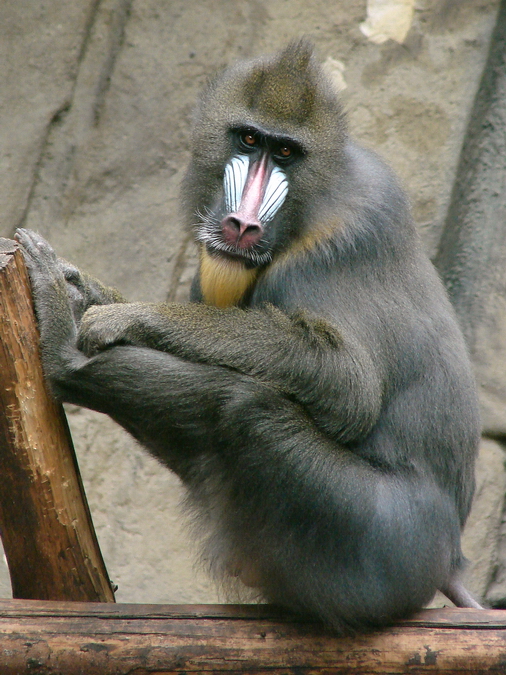 Mandrillus sphinx / Mandrill (male)