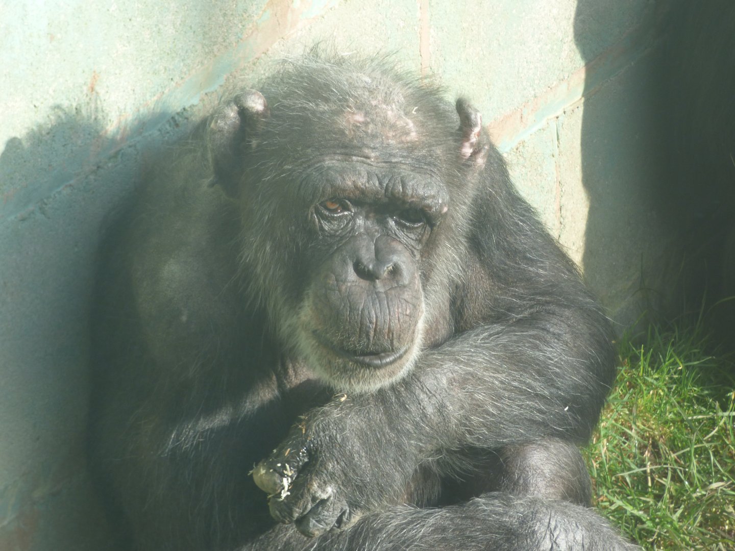 Mandy the Chimpanzee