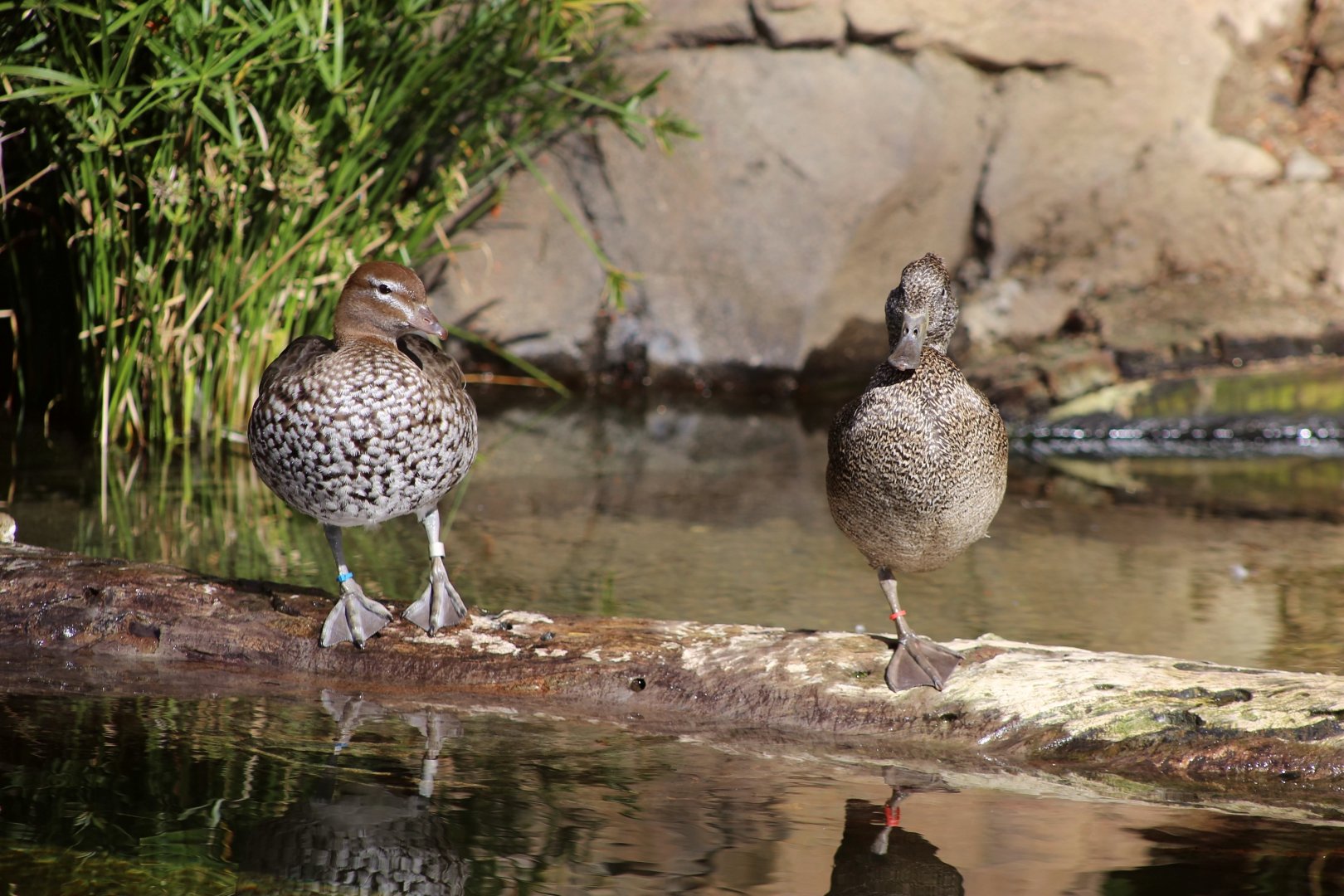 Maned Duck and Freckled Duck