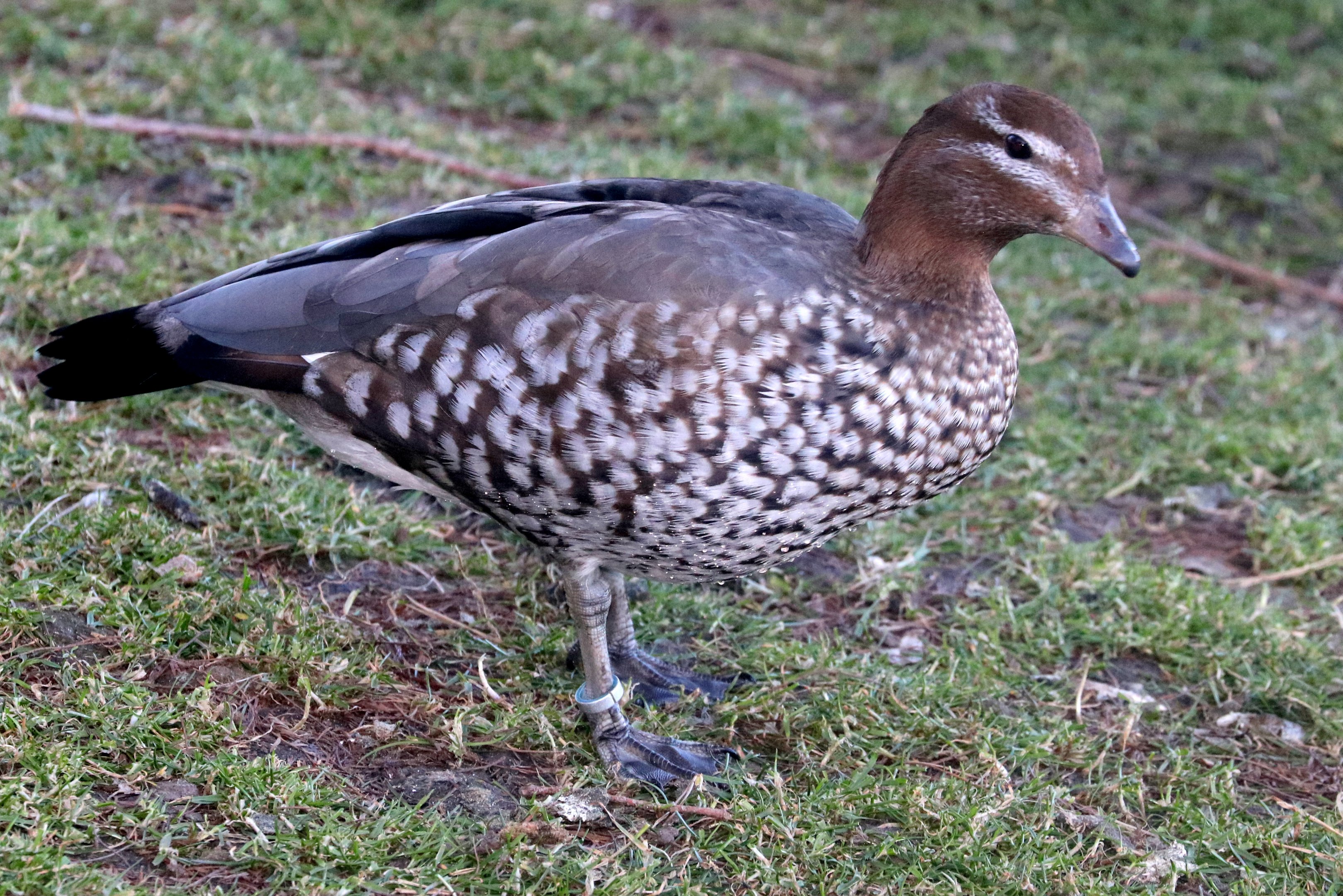 Maned duck; Barnes; 19th March 2022