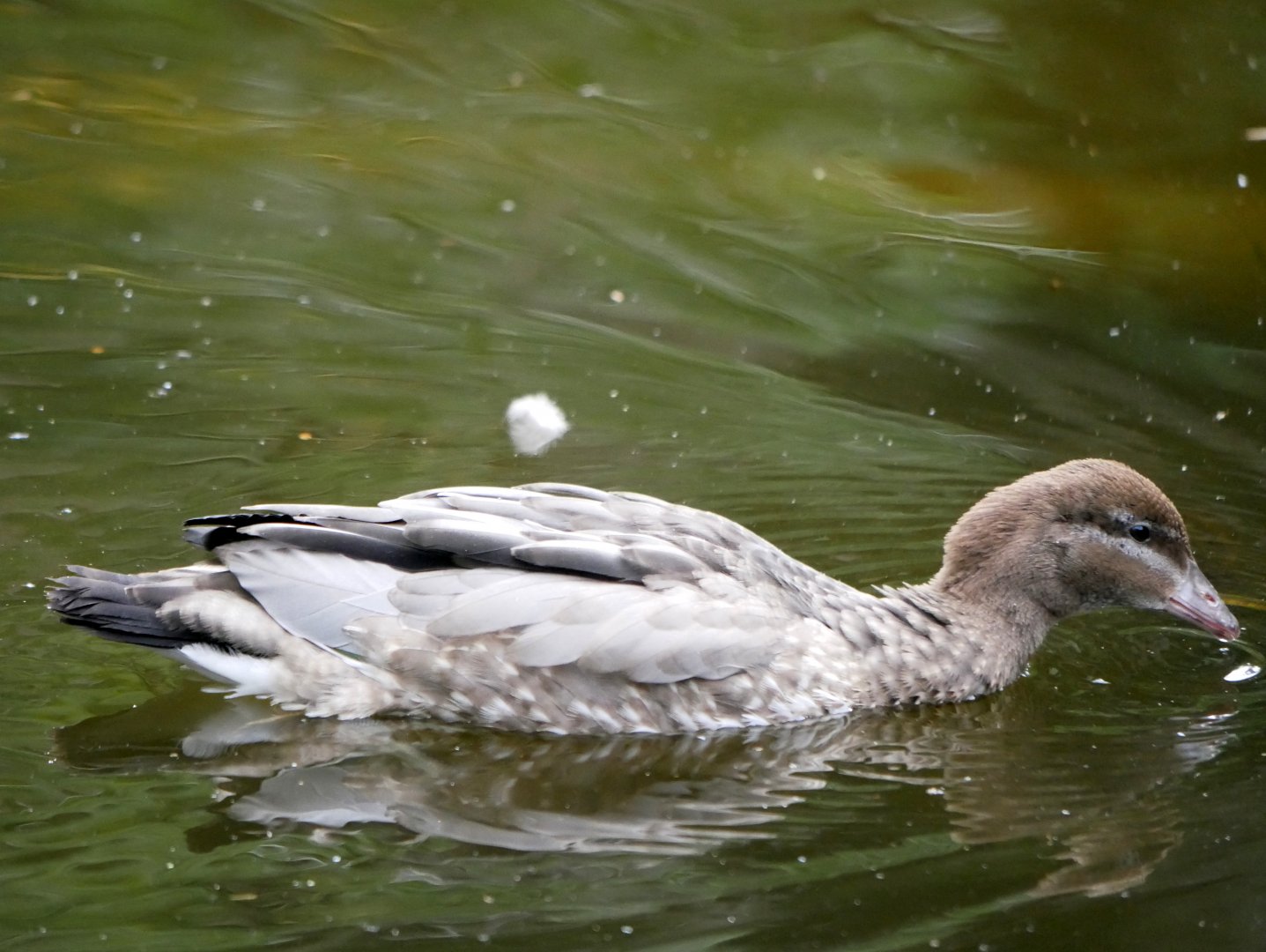 Maned duck (Chenonetta jubata) - female