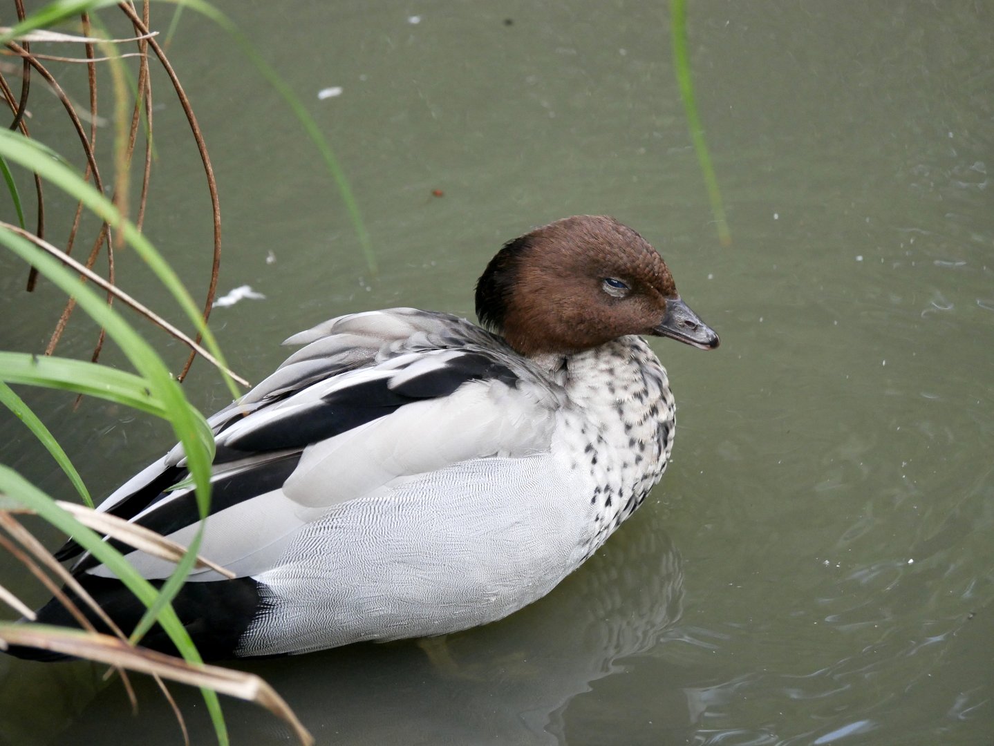 Maned duck (Chenonetta jubata) - male