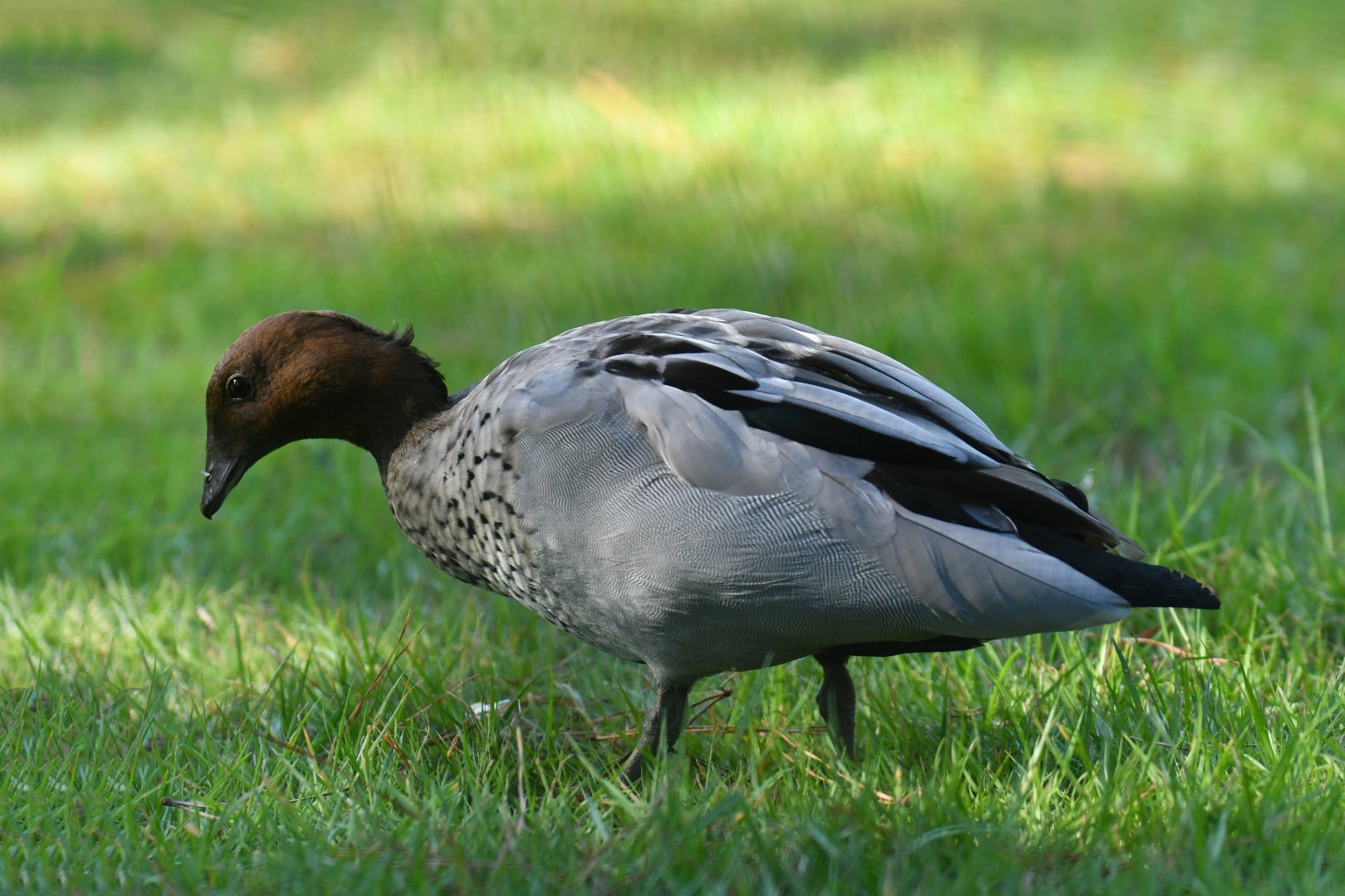 Maned duck (Chenonetta jubata)