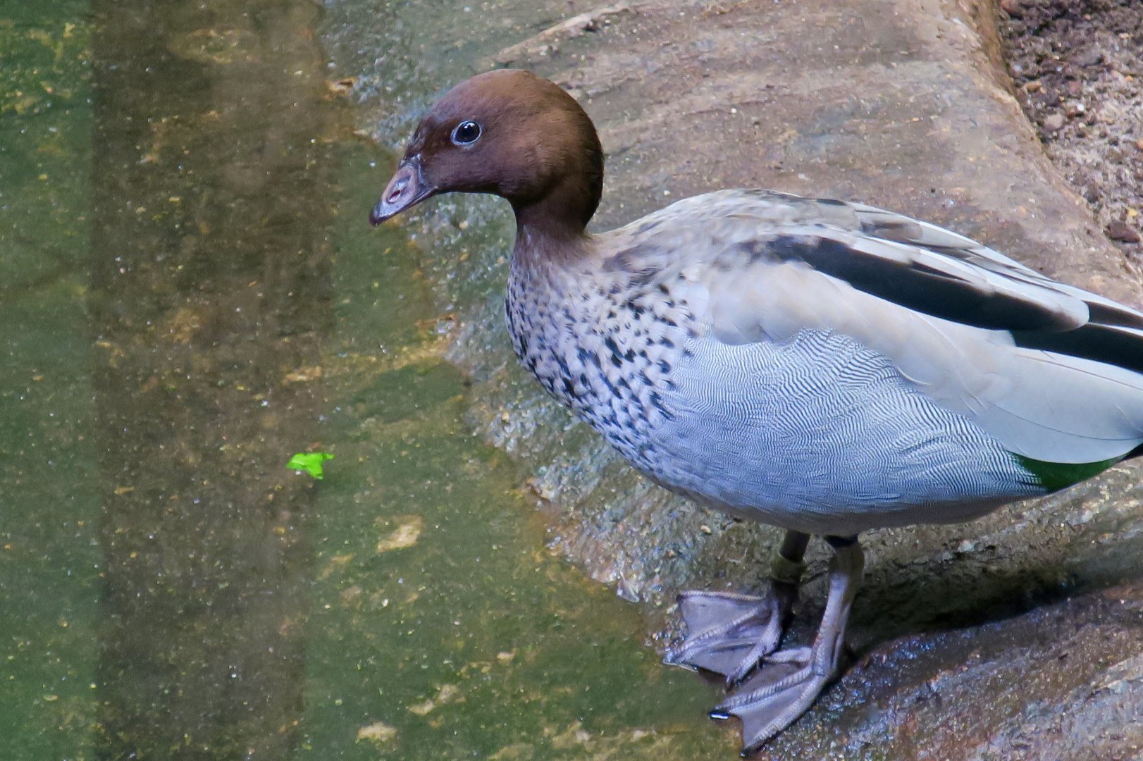 Maned Duck (Chenonetta jubata)