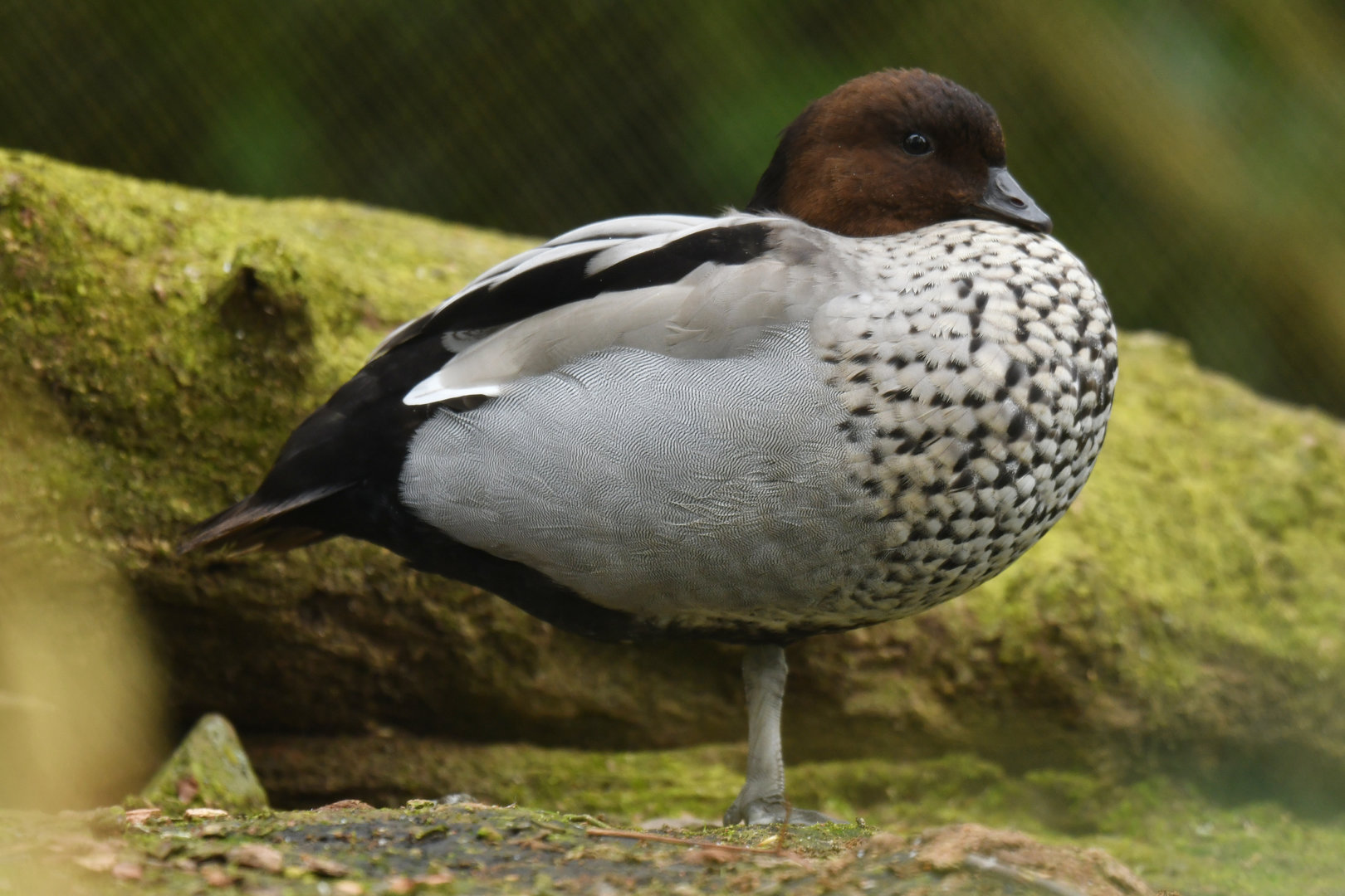 Maned Duck - Chenonetta jubata