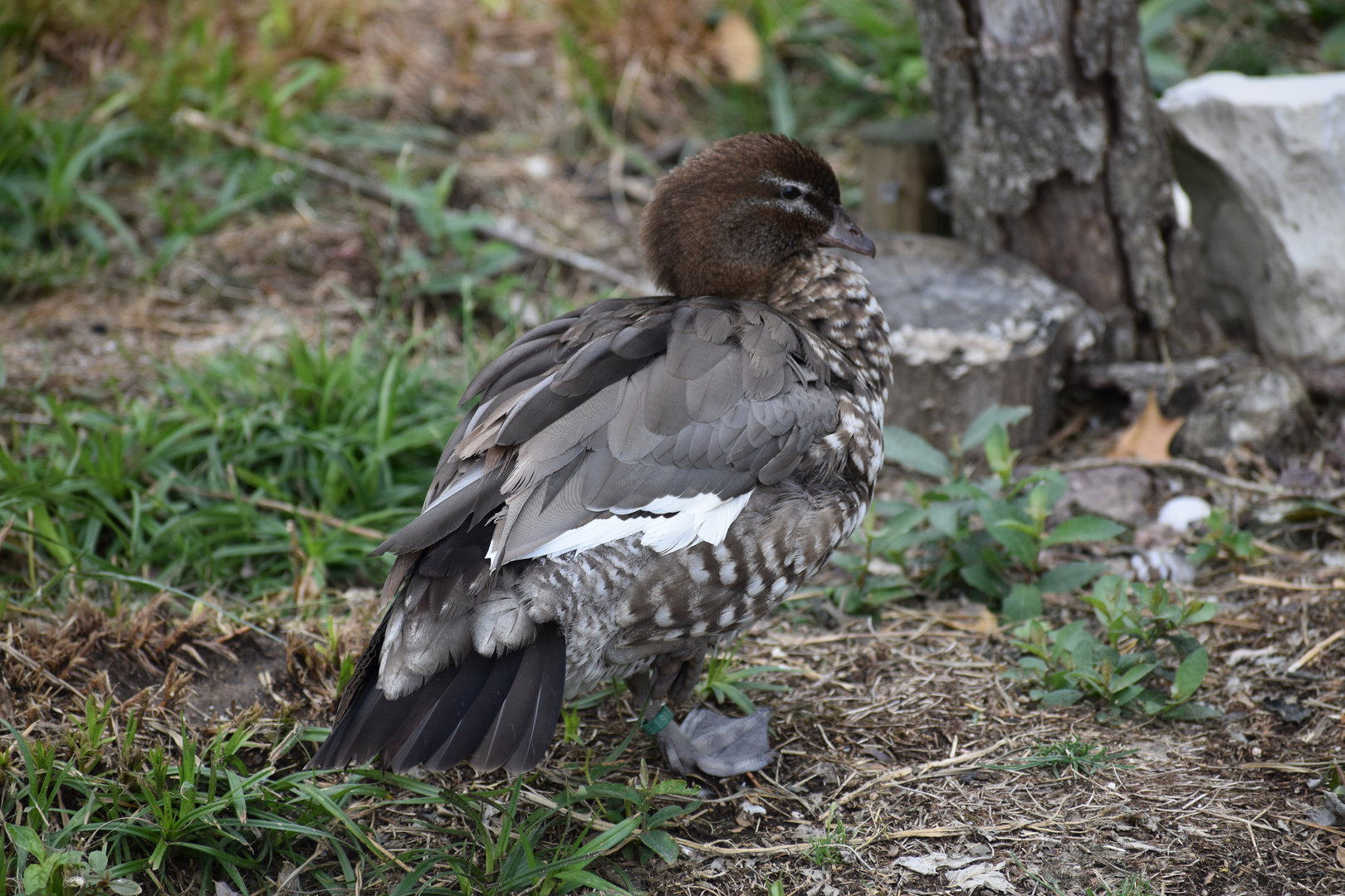 Maned Duck - Chenonetta jubata