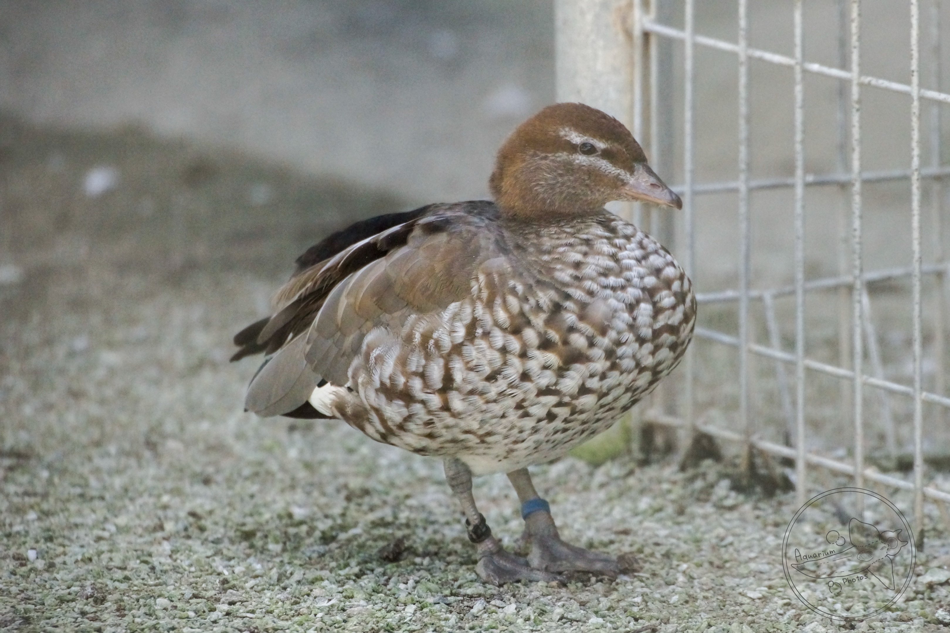 Maned Duck (Chenonetta jubata)