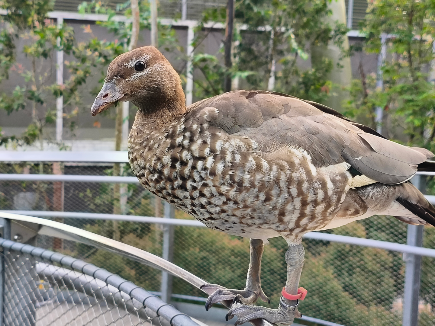 Maned Duck (Chenonetta jubata)