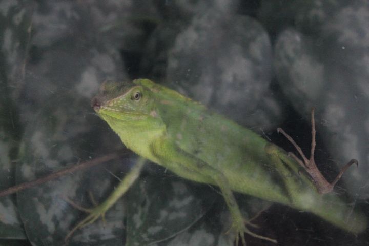 Maned forest lizard (Bronchocela jubata)