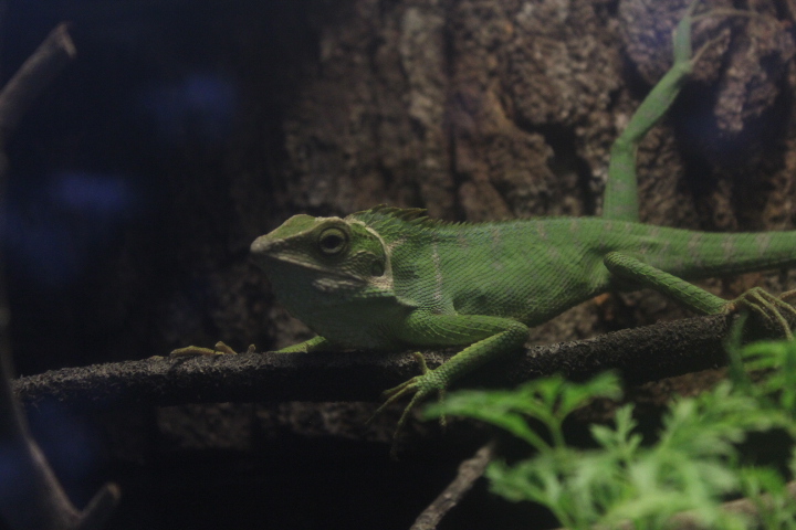 Maned forest lizard (Bronchocela jubata)