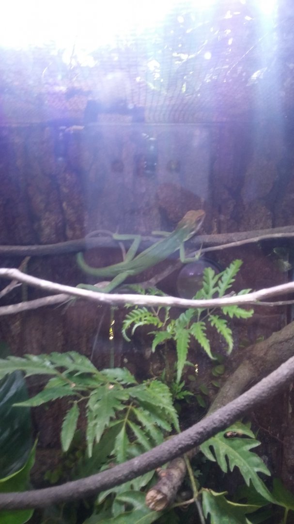 Maned forest lizard (Bronchocela jubata)