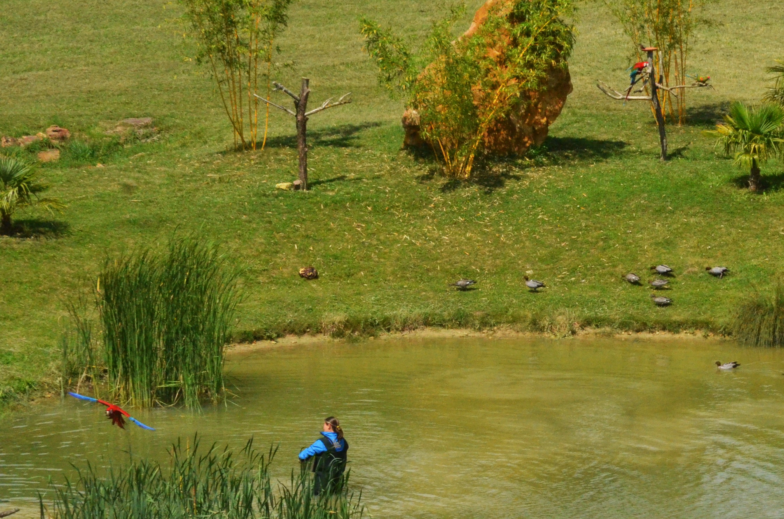Maned Geese - Les Maîtres des Airs at Beauval, 12/06/18