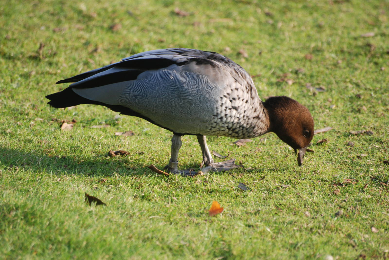 Maned Goose at London WWT (Barnes), 15/11/11