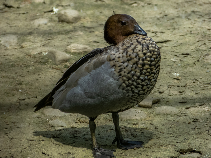 maned goose (Chenonetta jubata)