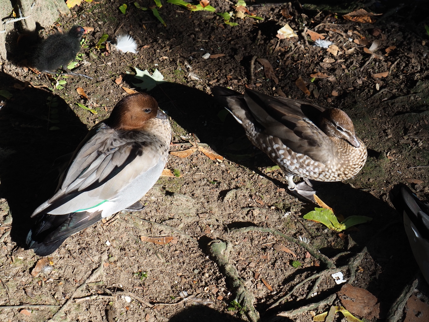Maned goose pair (Chenonetta jubata), Sep 2nd, 2018
