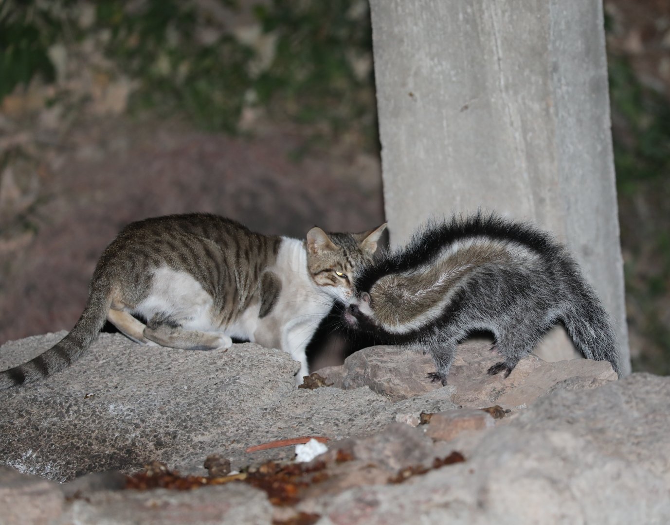 maned rat or crested rat (Lophiomys imhausi) w/ domestic cat