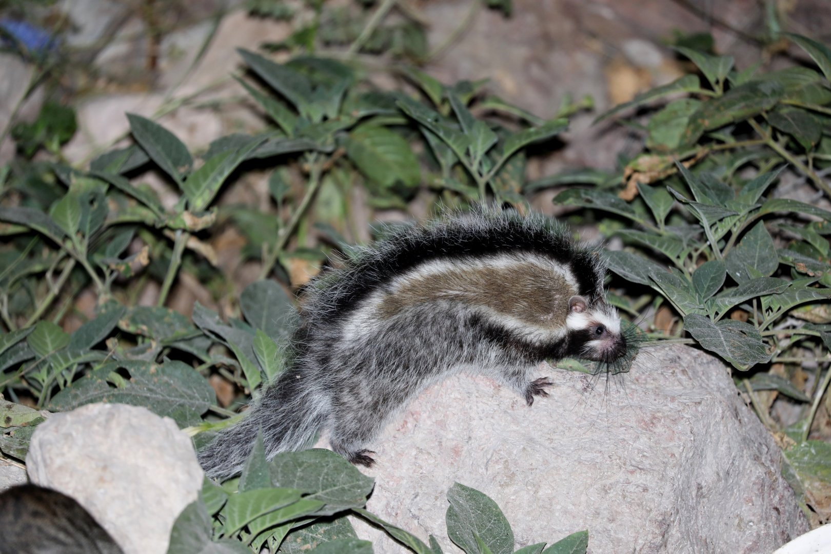 maned rat or crested rat (Lophiomys imhausi)