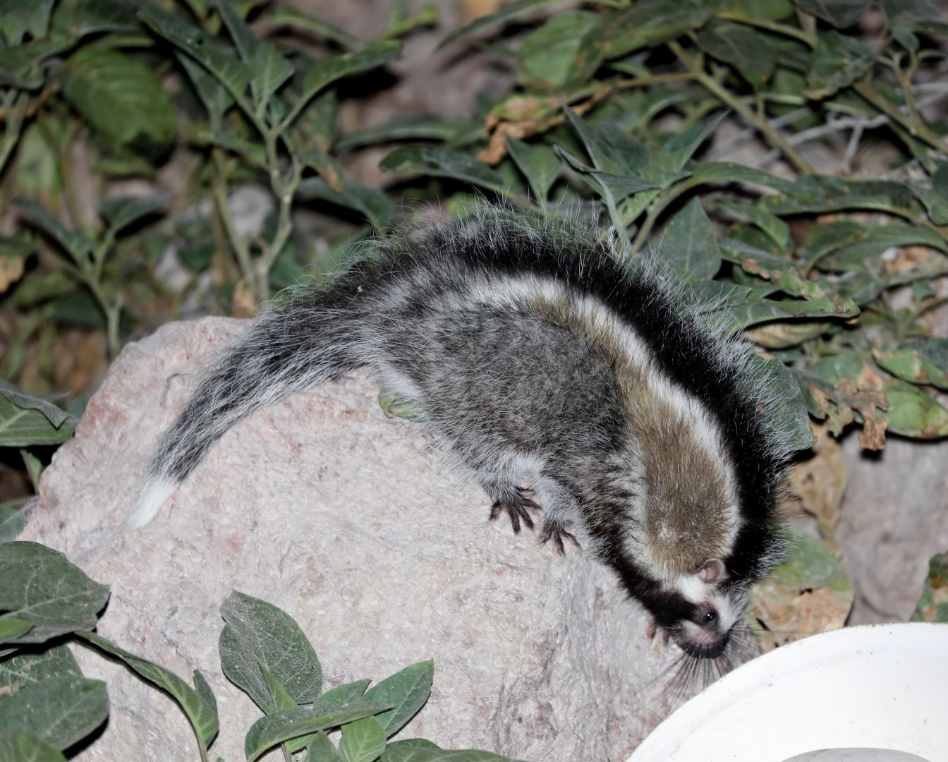 maned rat or crested rat (Lophiomys imhausi)