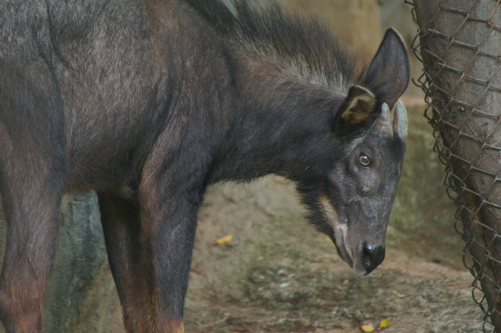 maned serow (Capricornis sumatraensis)